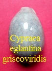 Cypraea eglantina griseoviridis